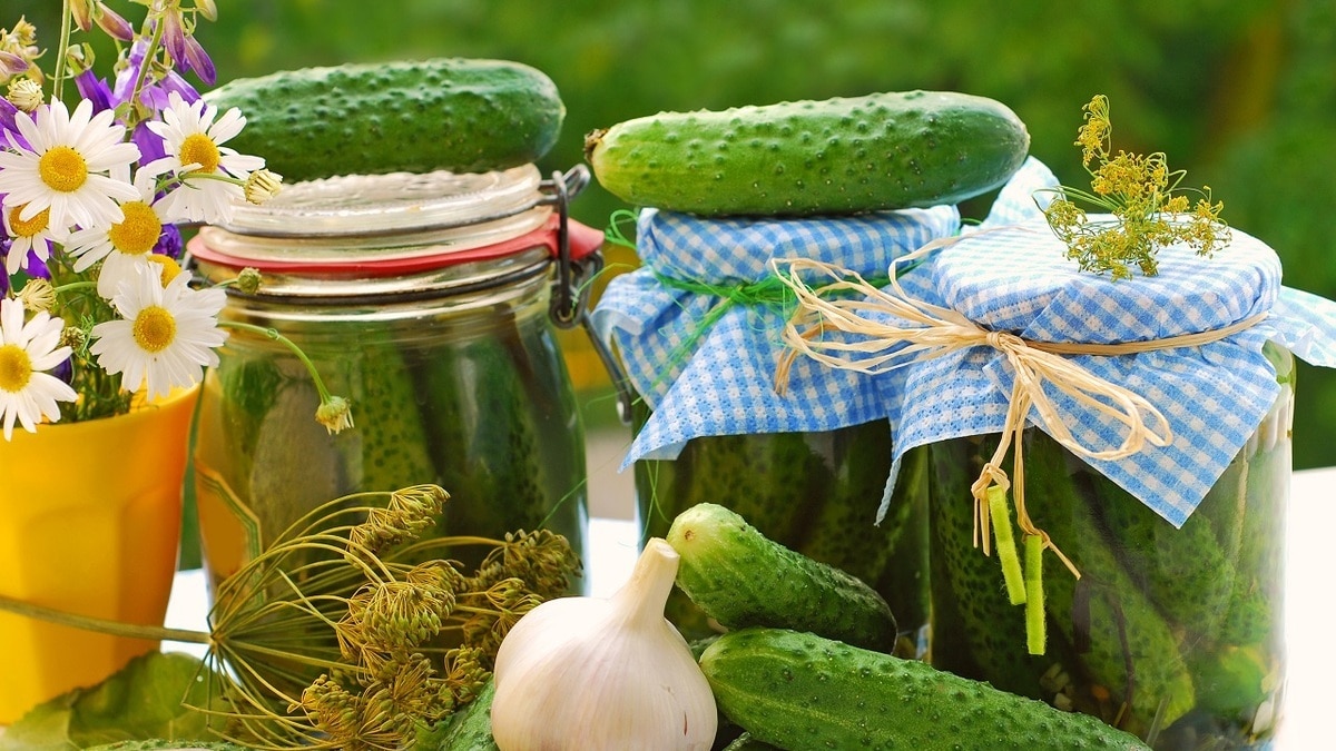 Готовим огурцы на зиму: 10 рецептов маринованных и соленых угощений Готовим огурцы на зиму: 10 рецептов маринованных и соленых угощений