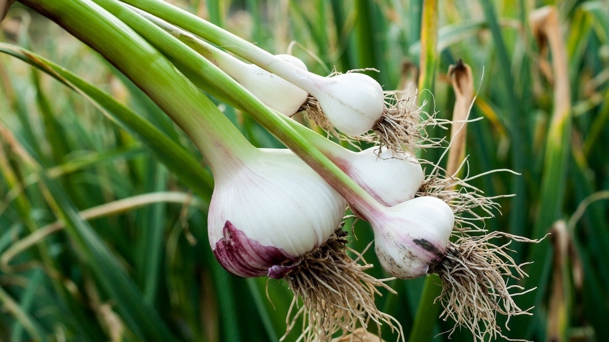 Когда убирать чеснок, чтобы он сохранил вкус на зиму — эксперты обозначили сроки