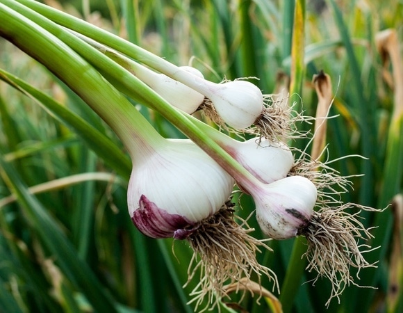 Когда убирать чеснок, чтобы он сохранил вкус на зиму — эксперты обозначили сроки Когда убирать чеснок, чтобы он сохранил вкус на зиму — эксперты обозначили сроки