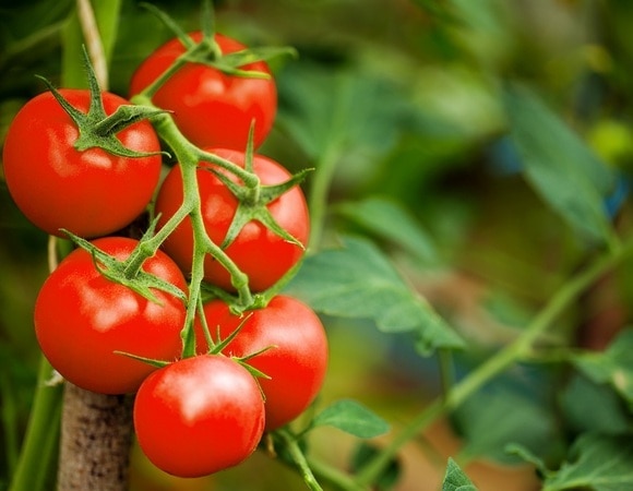 Как ускорить созревание томатов — агрономы раскрыли 2 хитрых способа Как ускорить созревание томатов — агрономы раскрыли 2 хитрых способа