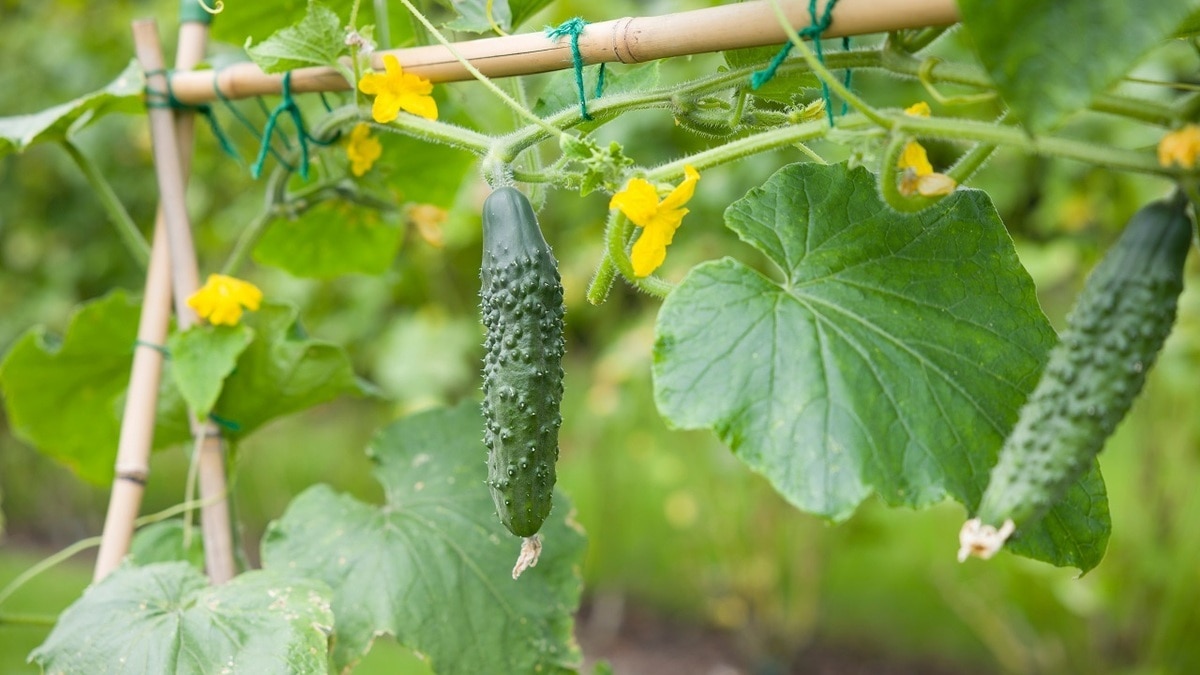 Почему горчат огурцы? Агроном подсказал, как «отрегулировать» вкус плодов