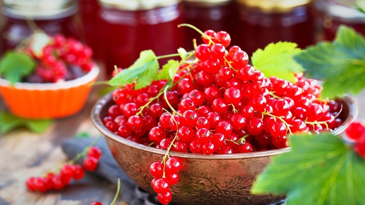 Желе, варенье и компот из красной смородины: делаем заготовки на зиму