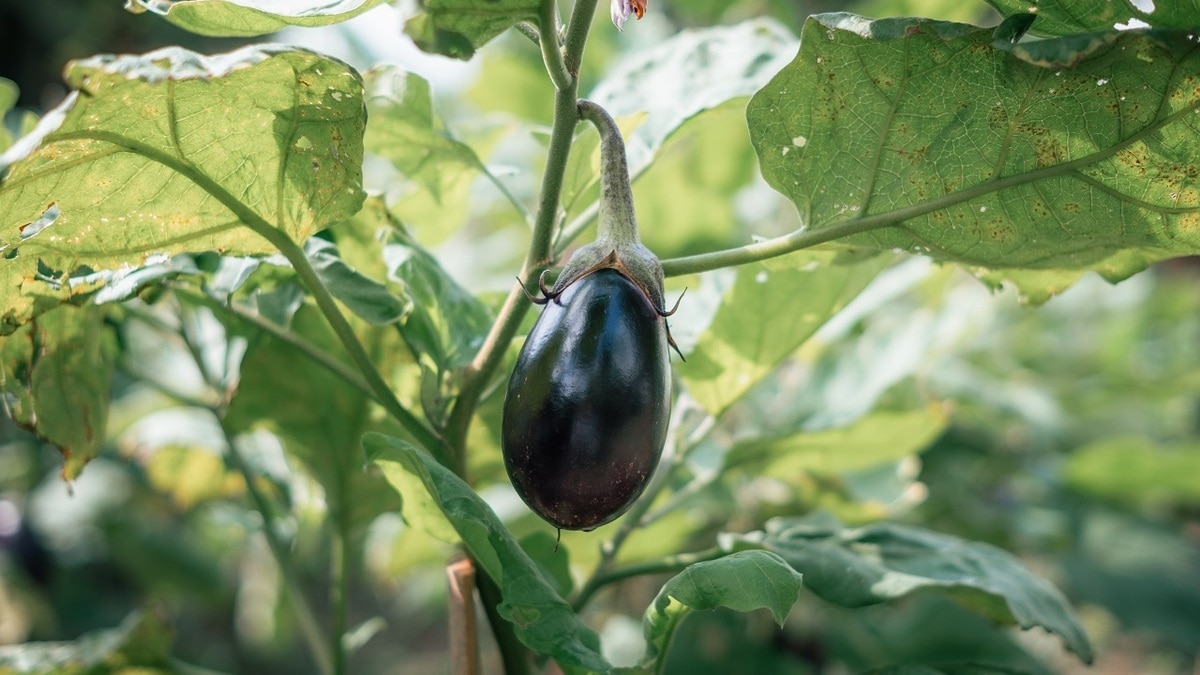 Почему баклажаны не дают плодов? Опытные садоводы назвали главную ошибку