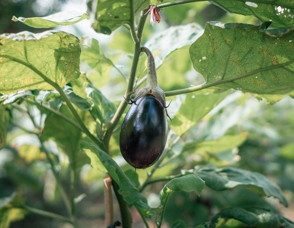 Почему баклажаны не дают плодов? Опытные садоводы назвали главную ошибку