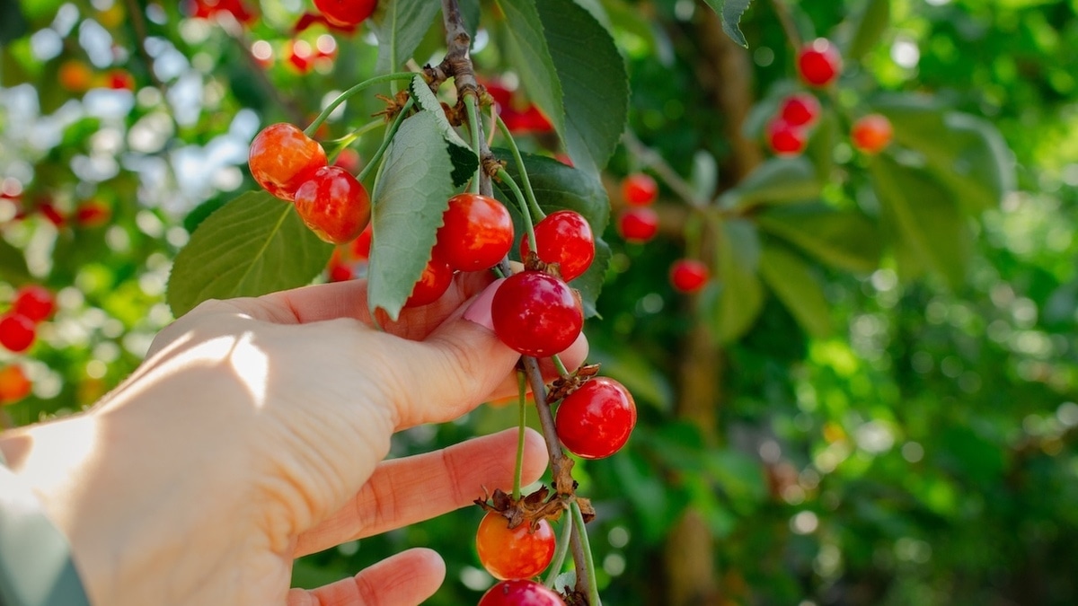 Как отличить сладкую вишню от кислой — лайфхак от эксперта