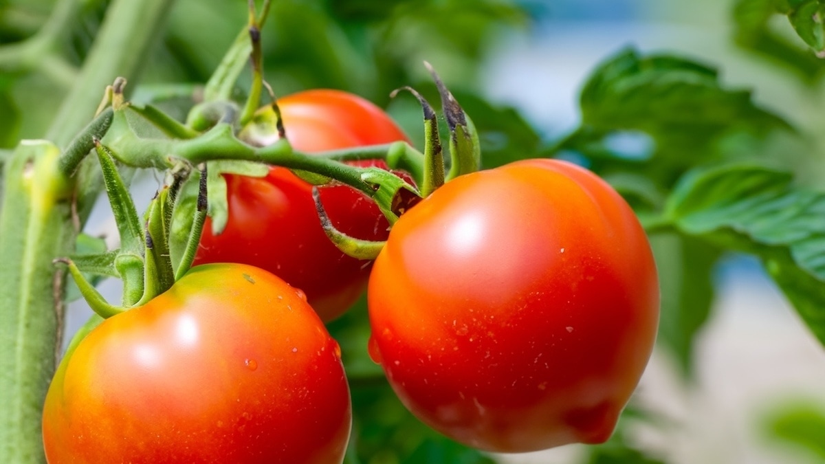 Пропускаем сезон: диетолог назвала категории людей, которым вредны помидоры Пропускаем сезон: диетолог назвала категории людей, которым вредны помидоры