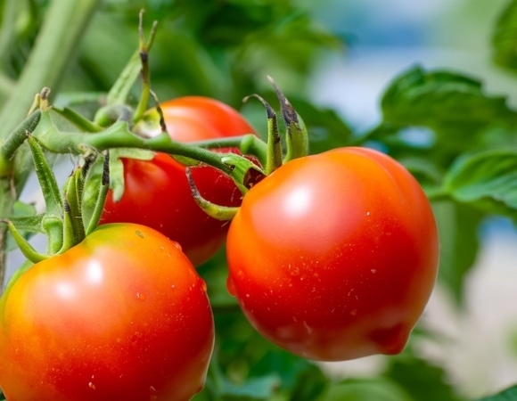 Пропускаем сезон: диетолог назвала категории людей, которым вредны помидоры