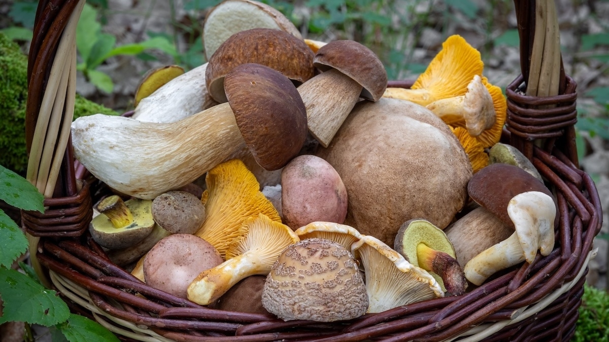 Адвокат предупредила, за сбор каких грибов можно попасть за решетку