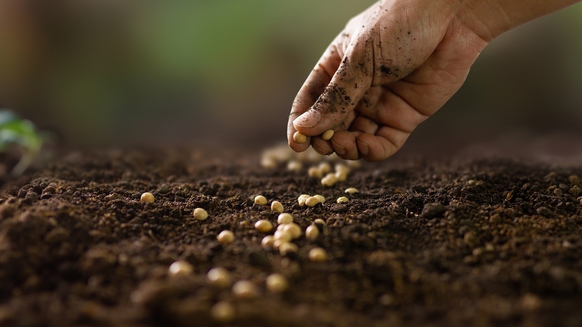 Перезимуют и взойдут с оттепелями: вот что можно посадить на пустующие грядки уже сейчас