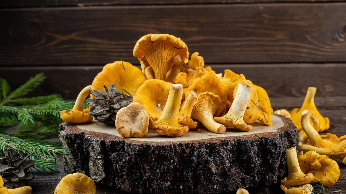 Готовим лисички на зиму: 7 хитростей, которые должна знать каждая хозяйка