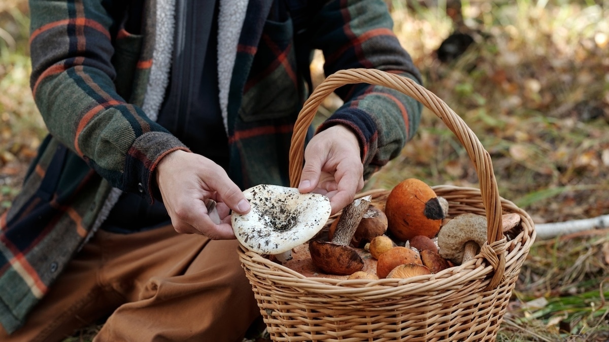 Главное — успеть: миколог сказал, какие грибы собирать в августе 