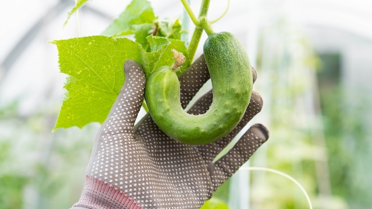 Почему огурцы выросли кривыми — эксперт рассказала, как получить красивый урожай в следующем году