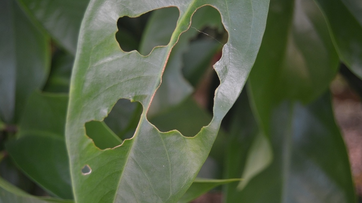 Как навсегда избавиться от слизней на садовом участке — лайфхаки от агрономов