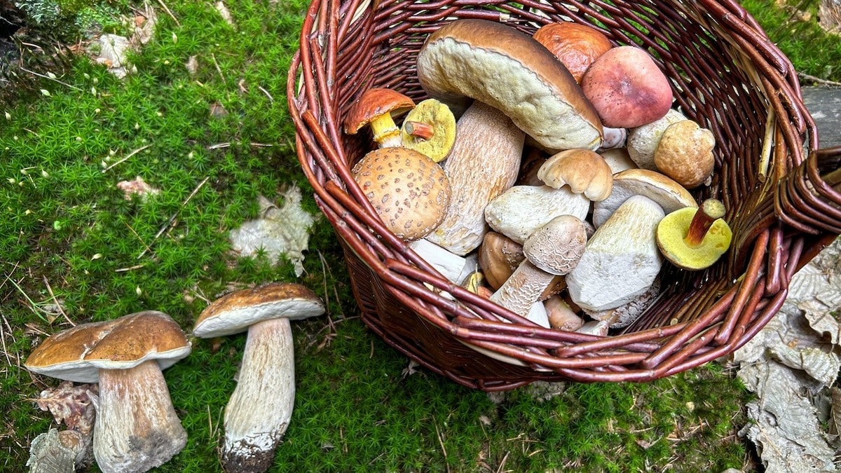 Токсичные и радиоактивные: эксперт объяснил, какие грибы нельзя собирать
