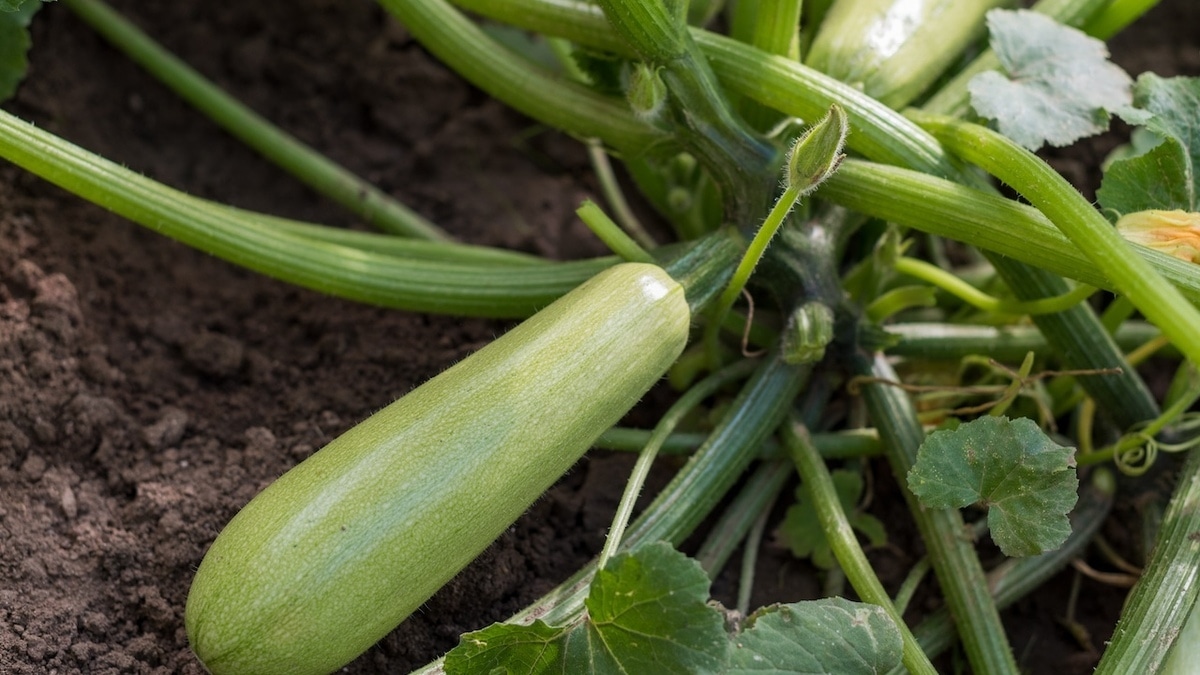 Названы главные опасности кабачков с огорода