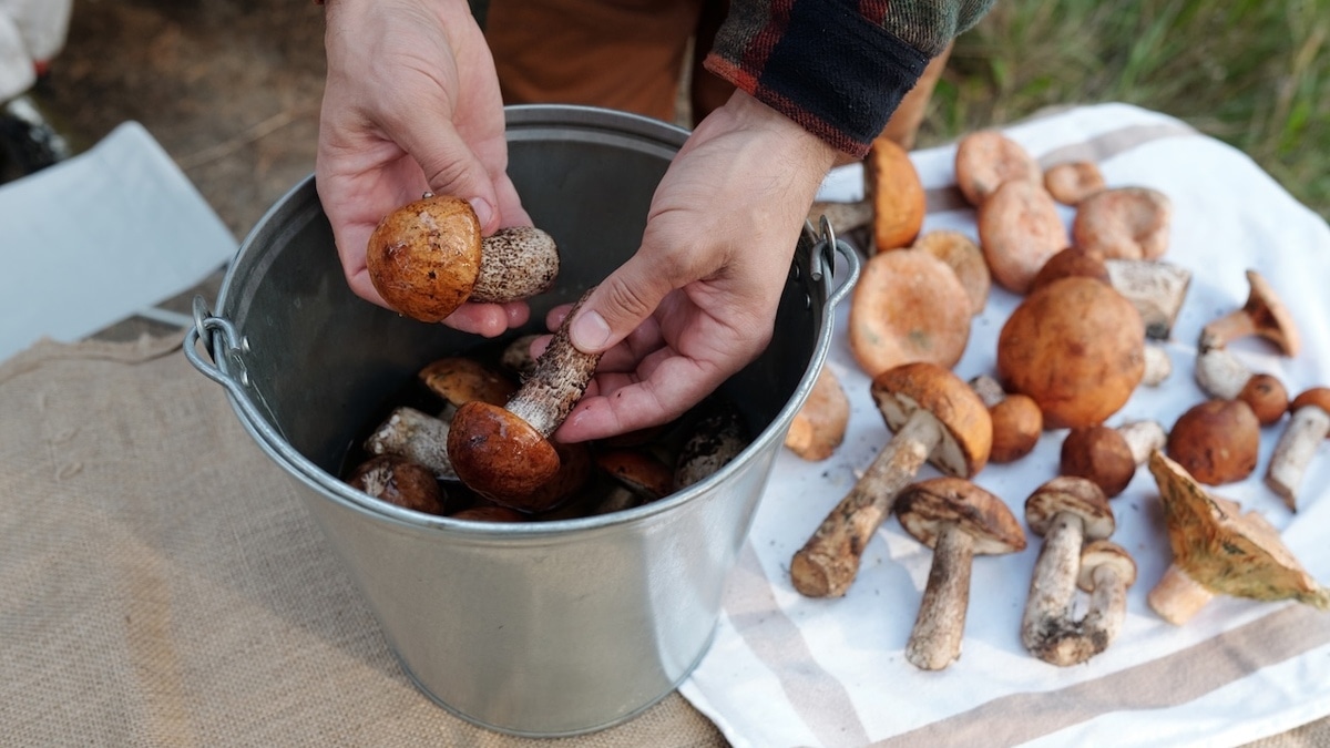 Поберегите себя: врач обозначила места, в которых нельзя покупать грибы 
