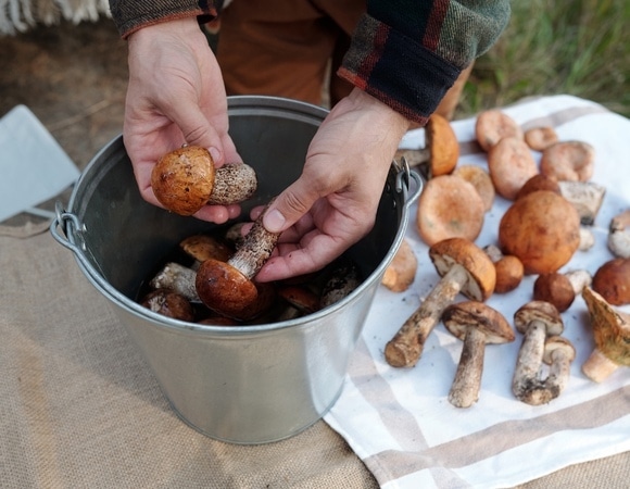Поберегите себя: врач обозначила места, в которых нельзя покупать грибы Поберегите себя: врач обозначила места, в которых нельзя покупать грибы
