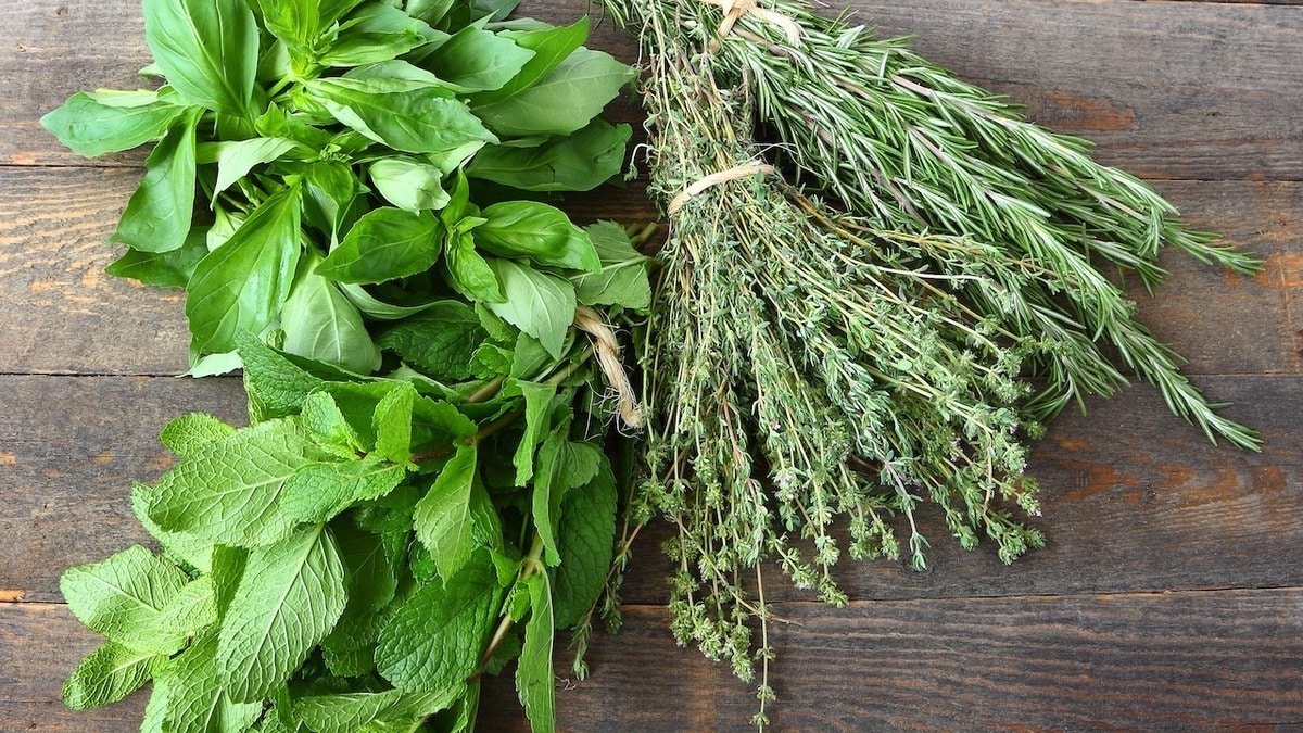 В Роскачестве объяснили, как правильно сушить мяту, чабрец, зверобой и другие «чайные» травы