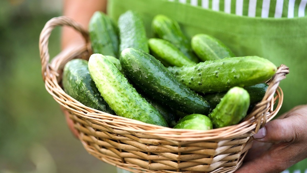 Как приготовить соус из огурцов — получится вкусная добавка к мясу, овощам и хлебу