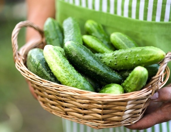 Как приготовить соус из огурцов — получится вкусная добавка к мясу, овощам и хлебу Как приготовить соус из огурцов — получится вкусная добавка к мясу, овощам и хлебу