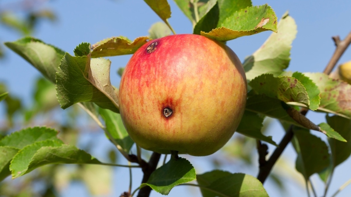 Что будет, если съесть червивое яблоко — комментарий врача 