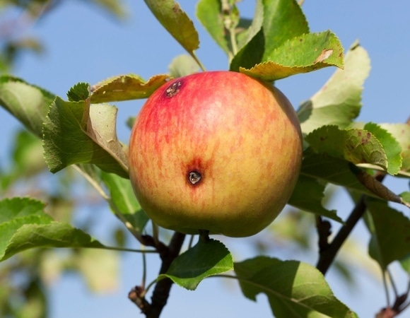 Что будет, если съесть червивое яблоко — комментарий врача Что будет, если съесть червивое яблоко — комментарий врача