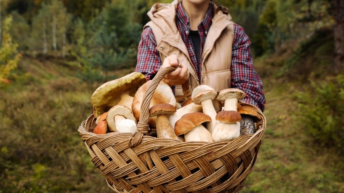 Как правильно собирать грибы: инструкция от «Едим Дома» Как правильно собирать грибы: инструкция от «Едим Дома»