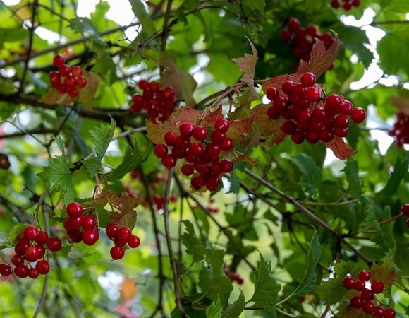 Вредители даже не приблизятся: агроном сказала, как защитить калину от тли и моли