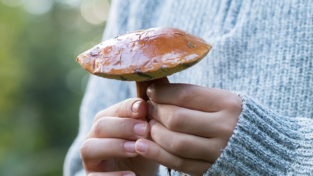 С какого возраста можно давать грибы детям? Вот что сказала врач С какого возраста можно давать грибы детям? Вот что сказала врач