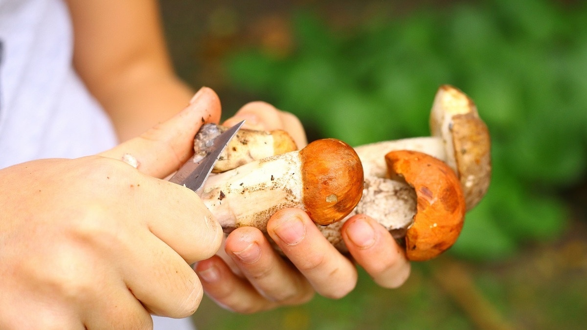 Как чистить грибы: 3 правила, которые позволят сохранить лесной урожай