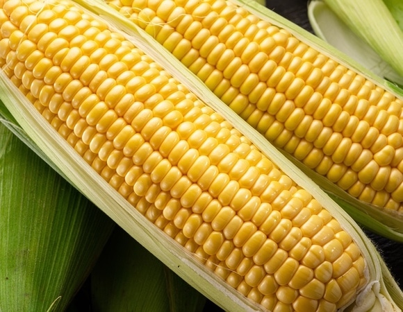 Варить, запекать, есть сырой? Врач ответила, как приготовить молодую кукурузу Варить, запекать, есть сырой? Врач ответила, как приготовить молодую кукурузу