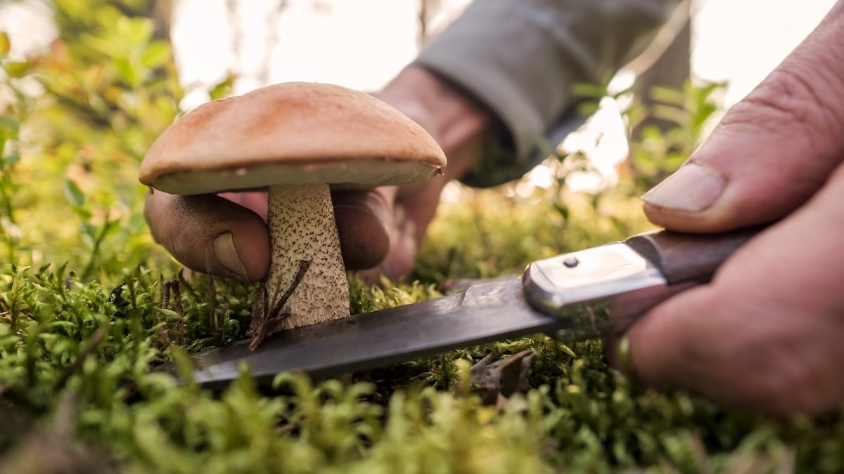 Какие срезать, какие — выкручивать: эксперты подсказали, как правильно собирать грибы 