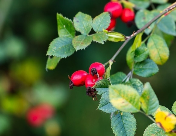 Витамины на зиму: как правильно собирать и хранить шиповник Витамины на зиму: как правильно собирать и хранить шиповник