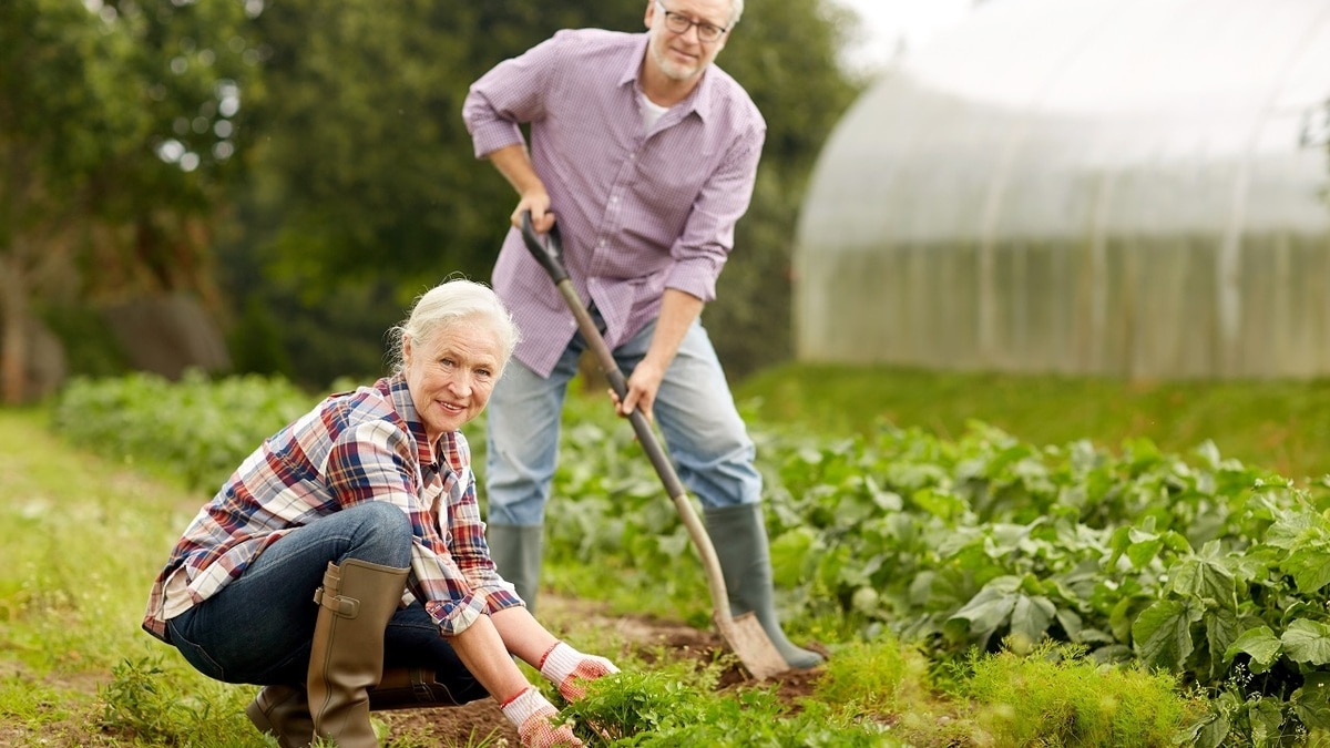 Дачников призвали посыпать грядки корицей — вот почему стоит сделать это как можно скорее