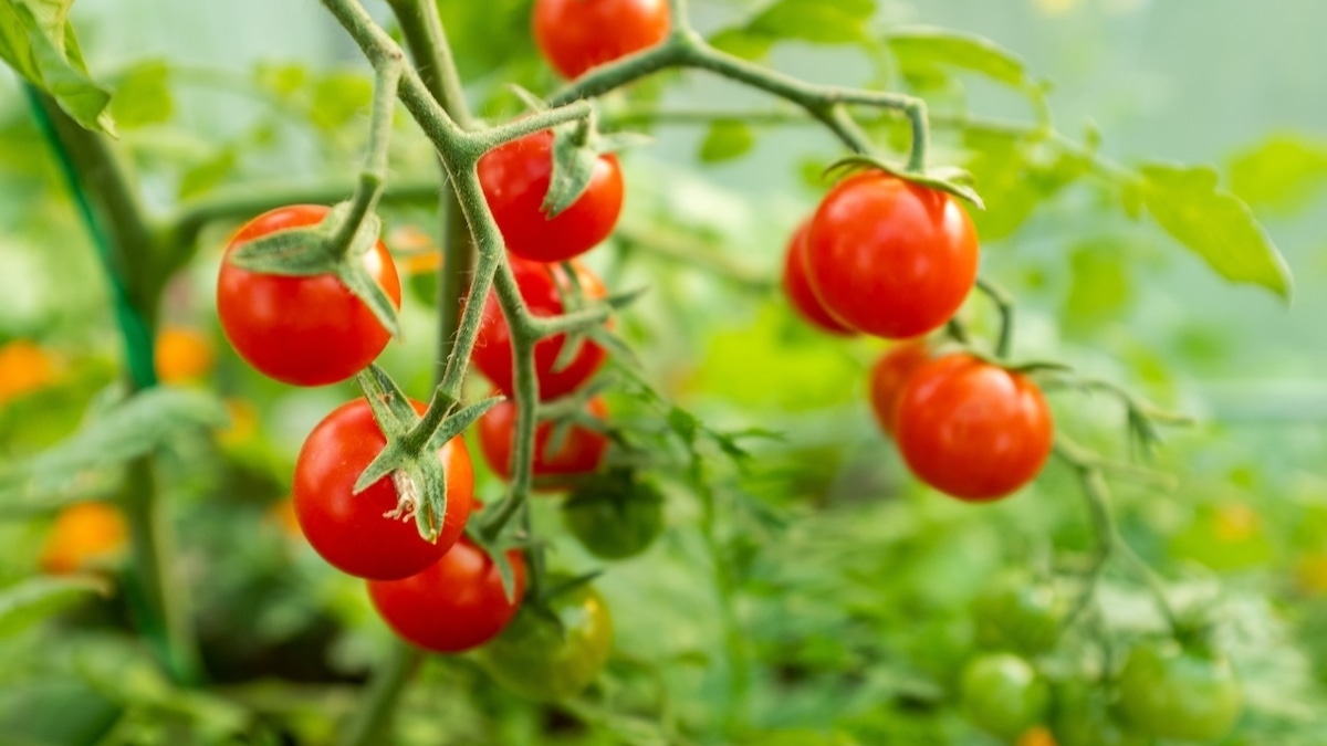 Средство от всего! Дачникам рассказали, как с пользой использовать томатную ботву в саду и огороде