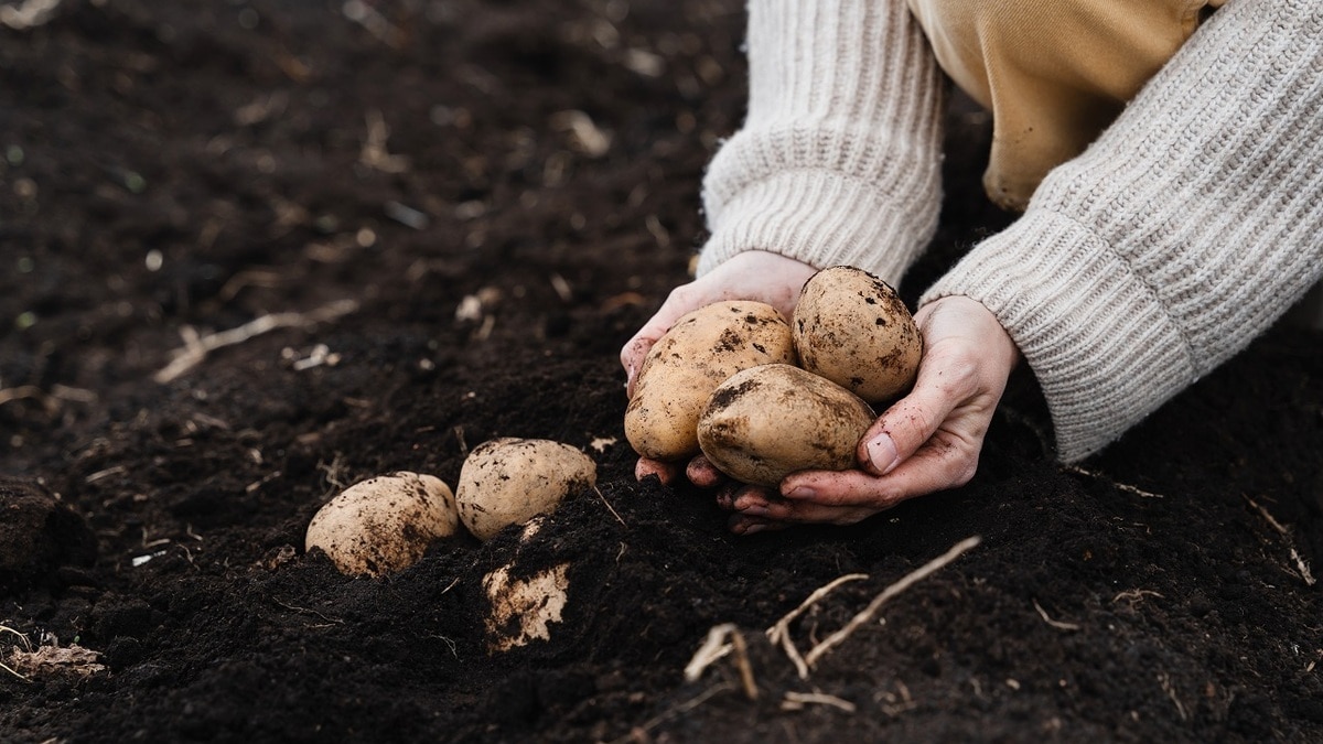 Найден простой способ выявить поврежденные фитофторозом клубни картофеля 