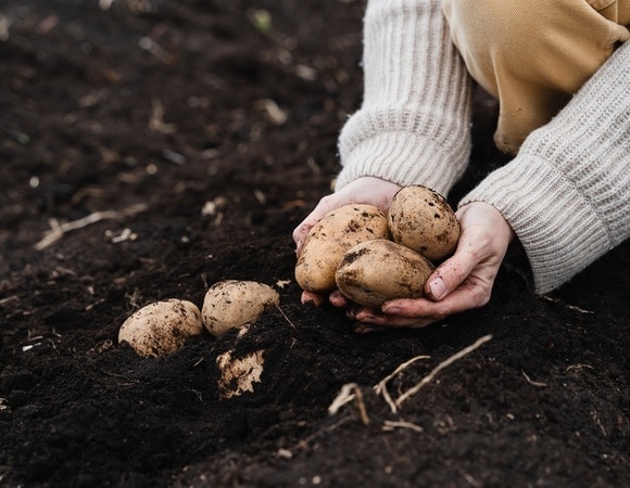 Найден простой способ выявить поврежденные фитофторозом клубни картофеля Найден простой способ выявить поврежденные фитофторозом клубни картофеля