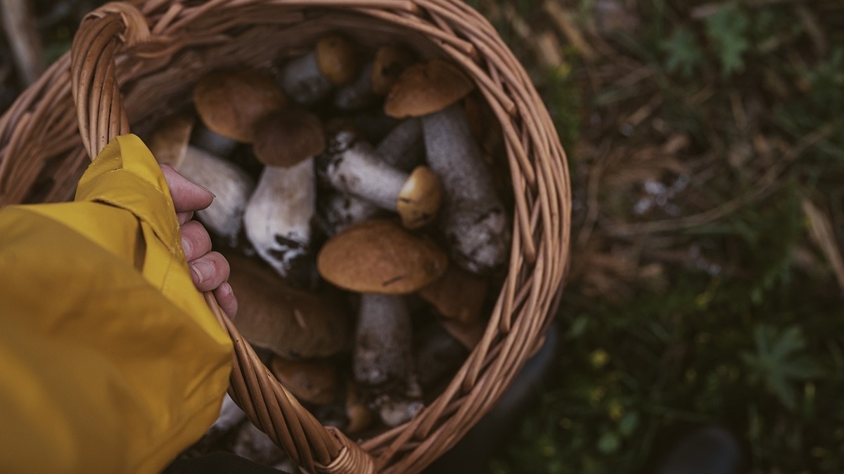 Из леса на кухню: какие грибы собирать в сентябре и что из них приготовить