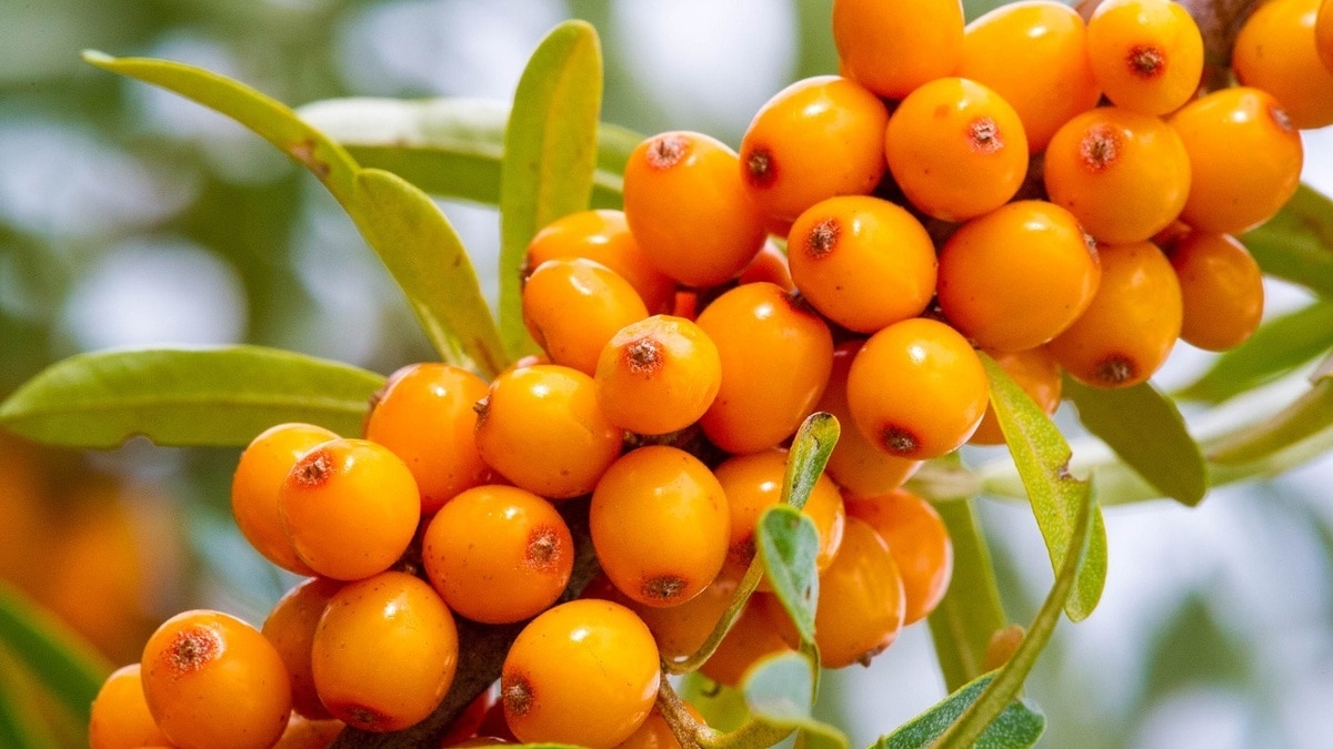 С витаминами и без горечи: когда пора собирать облепиху