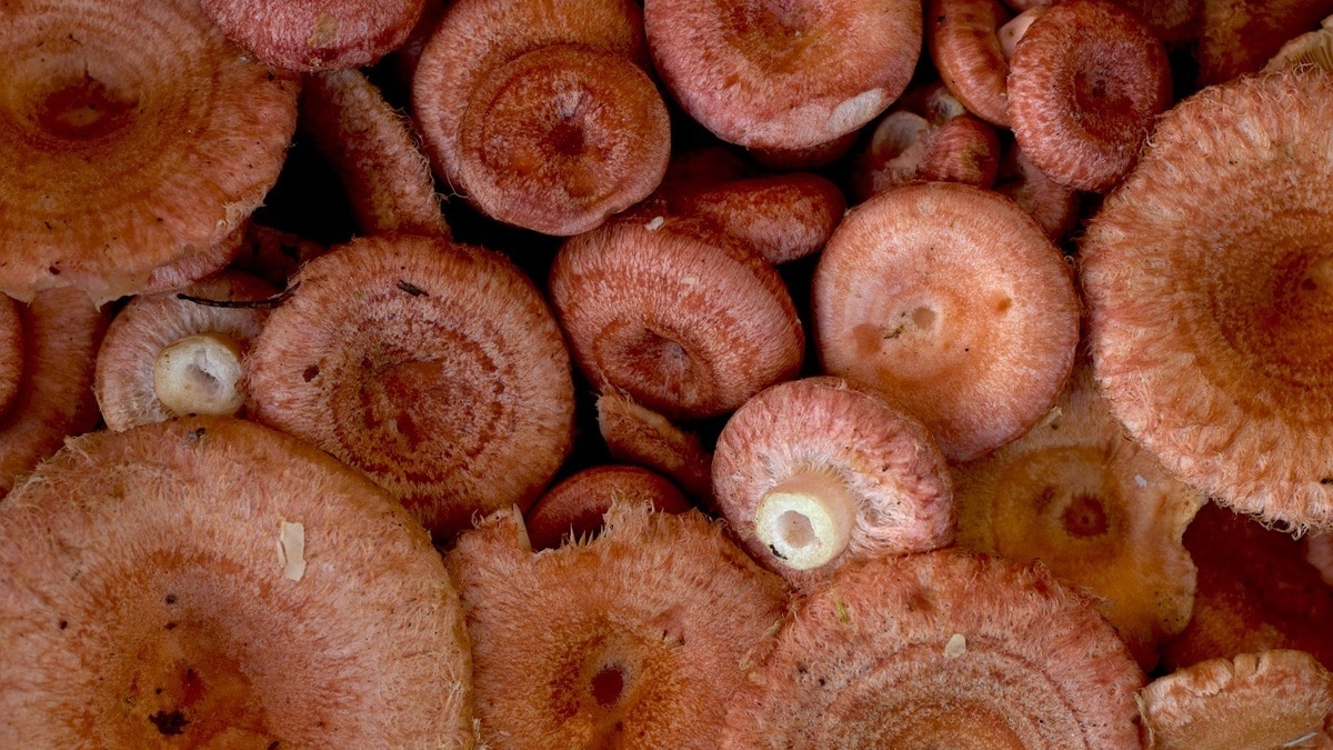 Как вкусно засолить «капризные» волнушки — вот старинный рецепт Как вкусно засолить «капризные» волнушки — вот старинный рецепт