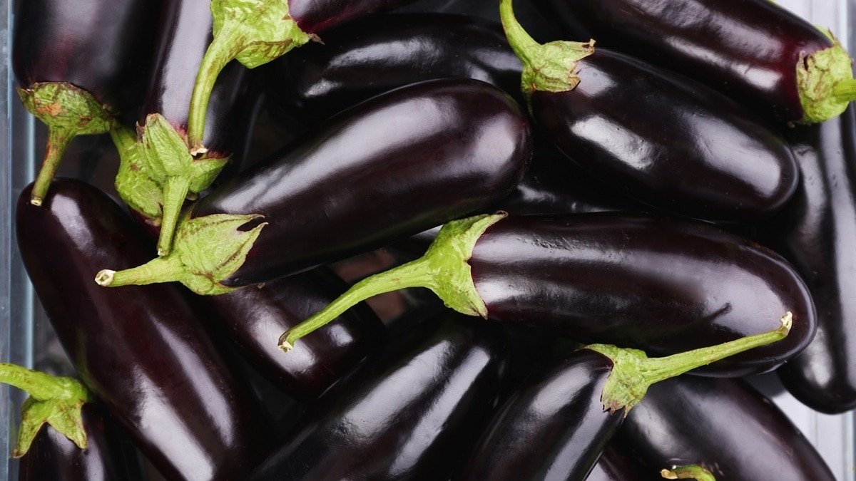 Как не отравиться баклажанами — не пропускайте эти этапы при приготовлении плодов