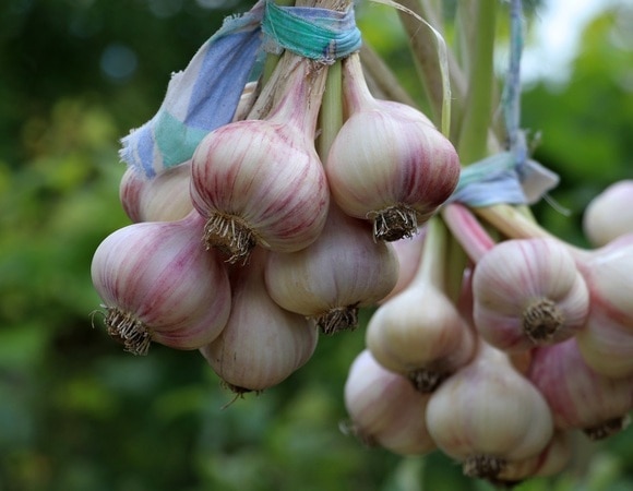 Как сажать озимый чеснок, чтобы получить хороший урожай — 4 гаранта успеха