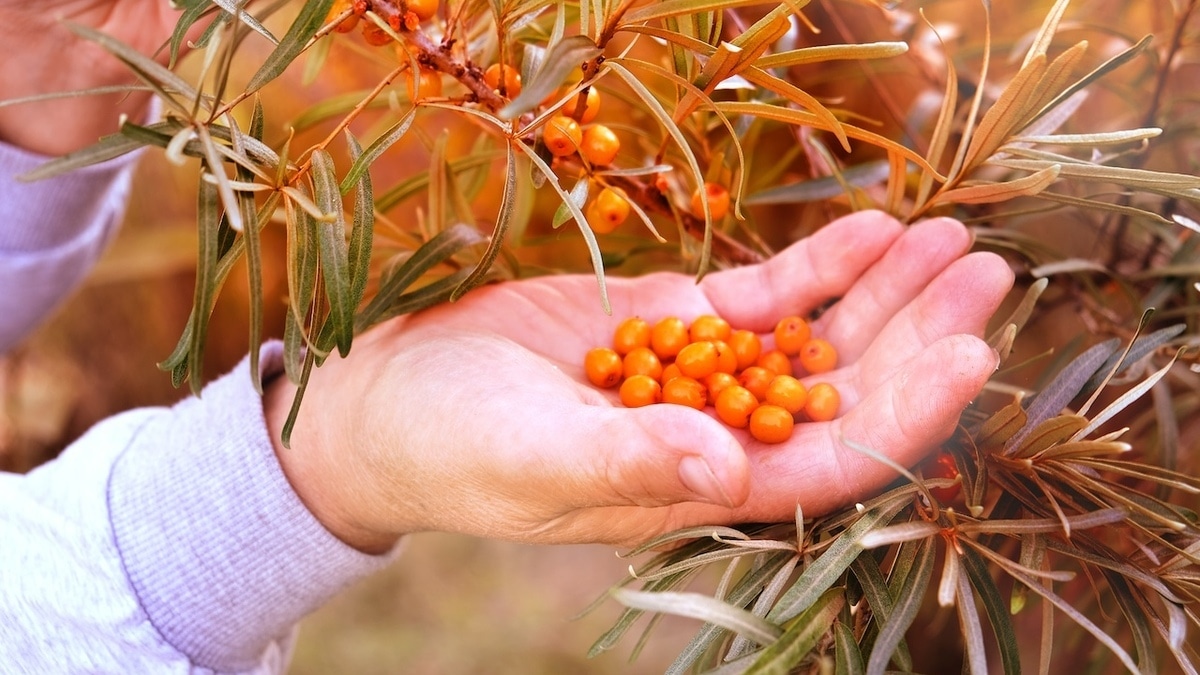 В каком виде облепиха сохраняет всю пользу — вот как следует есть и хранить ягоду