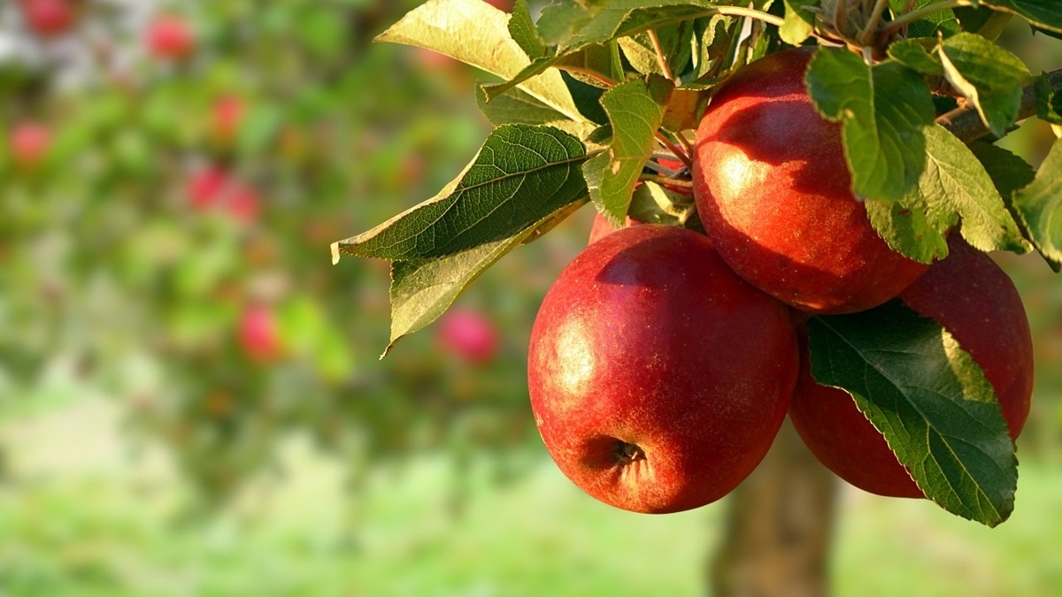 Почему желтеют листья у яблони? Названы частые ошибки садоводов