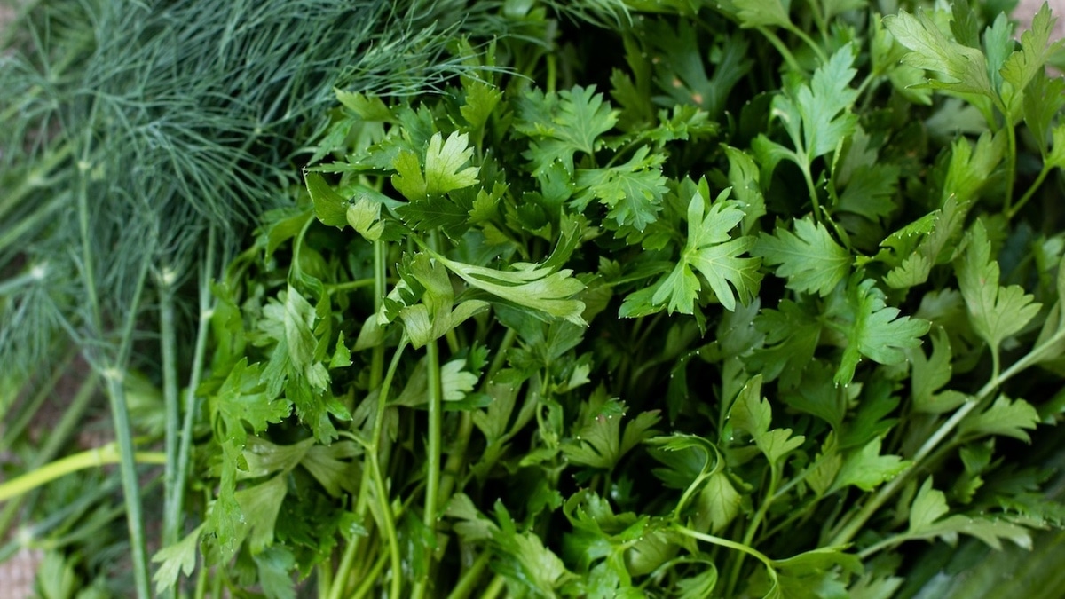 Эксперты перечислили 3 способа сохранить зелень на зиму: вкус и аромат останутся! 