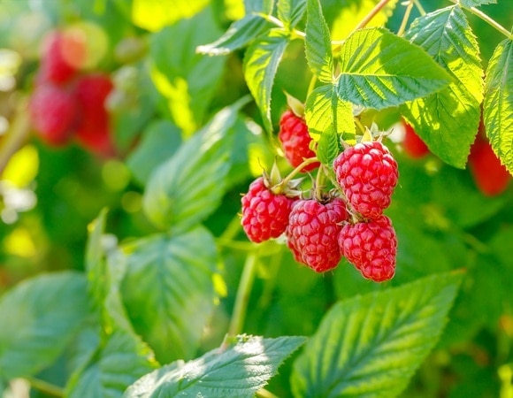 Как подготовить малину к зиме — эти советы помогут получить больше урожая в новом сезоне