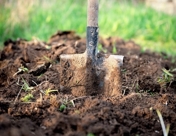 От чеснока до цветов: что можно посадить на даче в октябре От чеснока до цветов: что можно посадить на даче в октябре