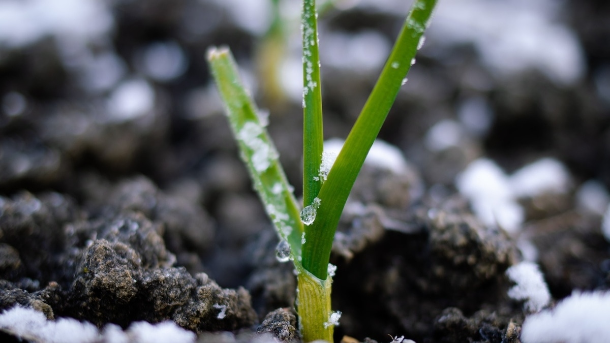 Настройтесь на богатый урожай: 5 лучших сортов лука для посадки под зиму