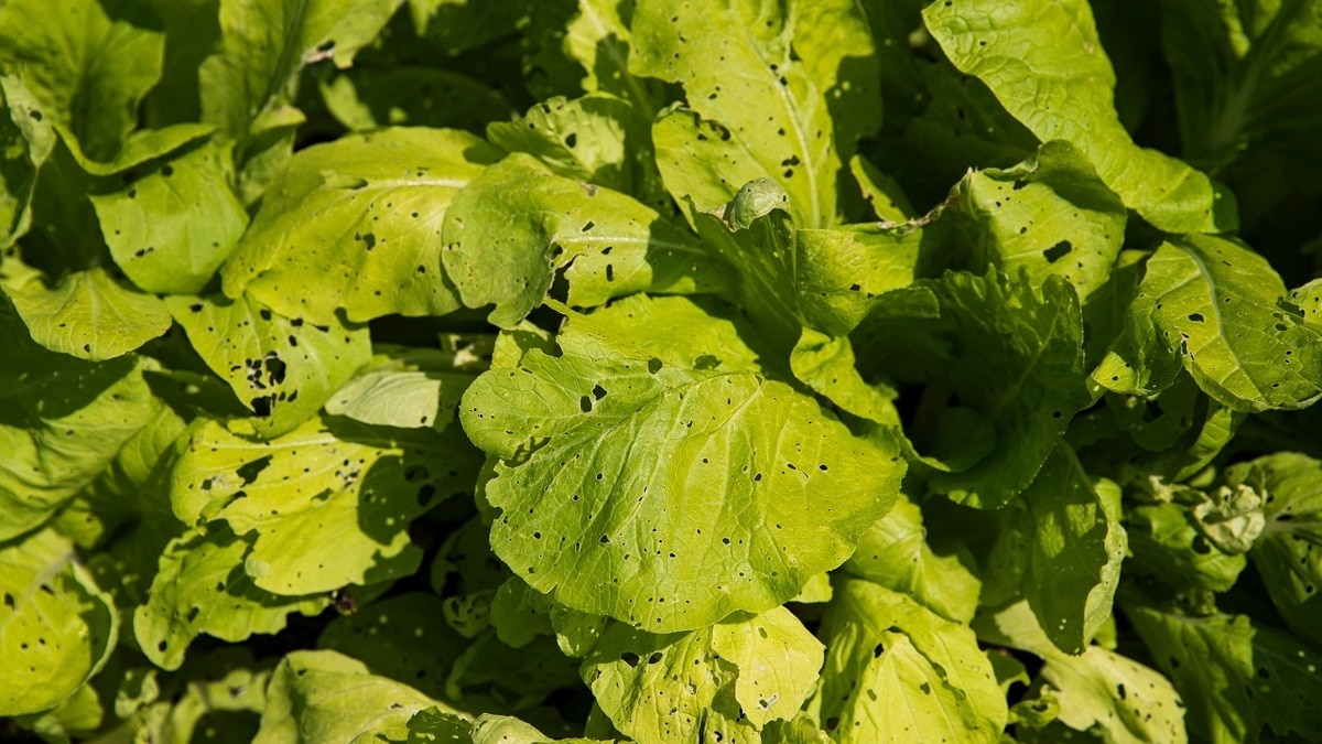 Слизни сбегут с участка! Агроном назвала самые рабочие методы борьбы с этими вредителями Слизни сбегут с участка! Агроном назвала самые рабочие методы борьбы с этими вредителями