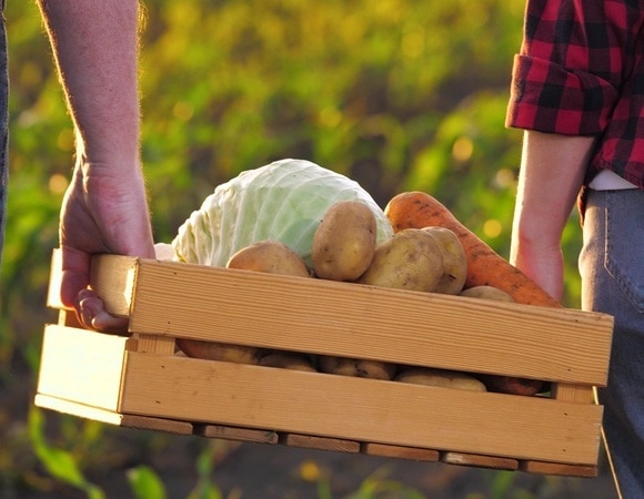 Как уберечь урожай в погребе от насекомых и вредителей? Советы эксперта Как уберечь урожай в погребе от насекомых и вредителей? Советы эксперта